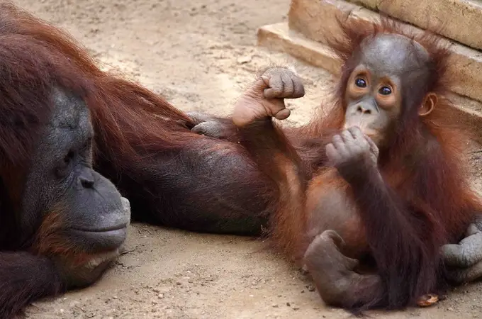 Neo, el pequeño orangután de Borneo de Bioparc Fuengirola, cumple su primer año
