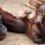 Neo, el orangután de Borneo de Bioparc Fuengirola, cumple su primer año. BIOPARC FUENGIROLA