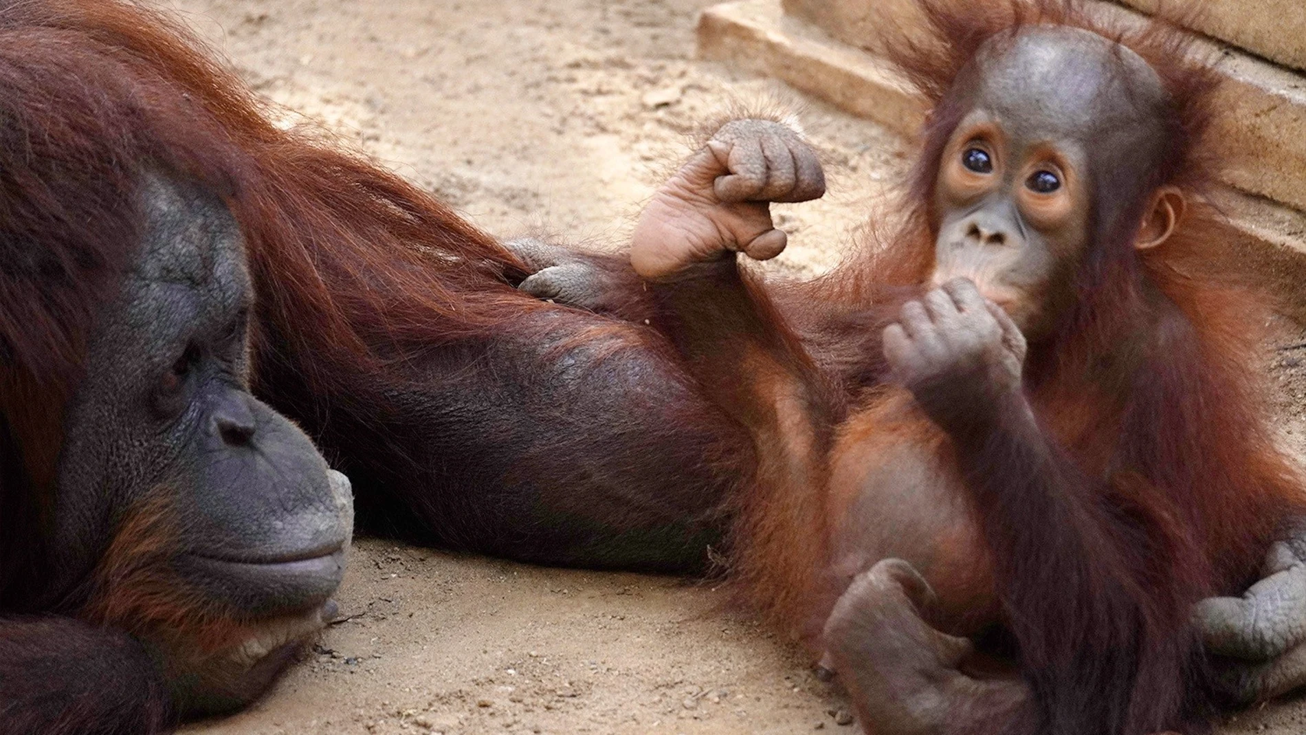 Neo, el orangután de Borneo de Bioparc Fuengirola, cumple su primer año. BIOPARC FUENGIROLA