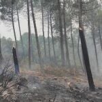 Zona devastada por el incendio en la Sierra de la Culebra