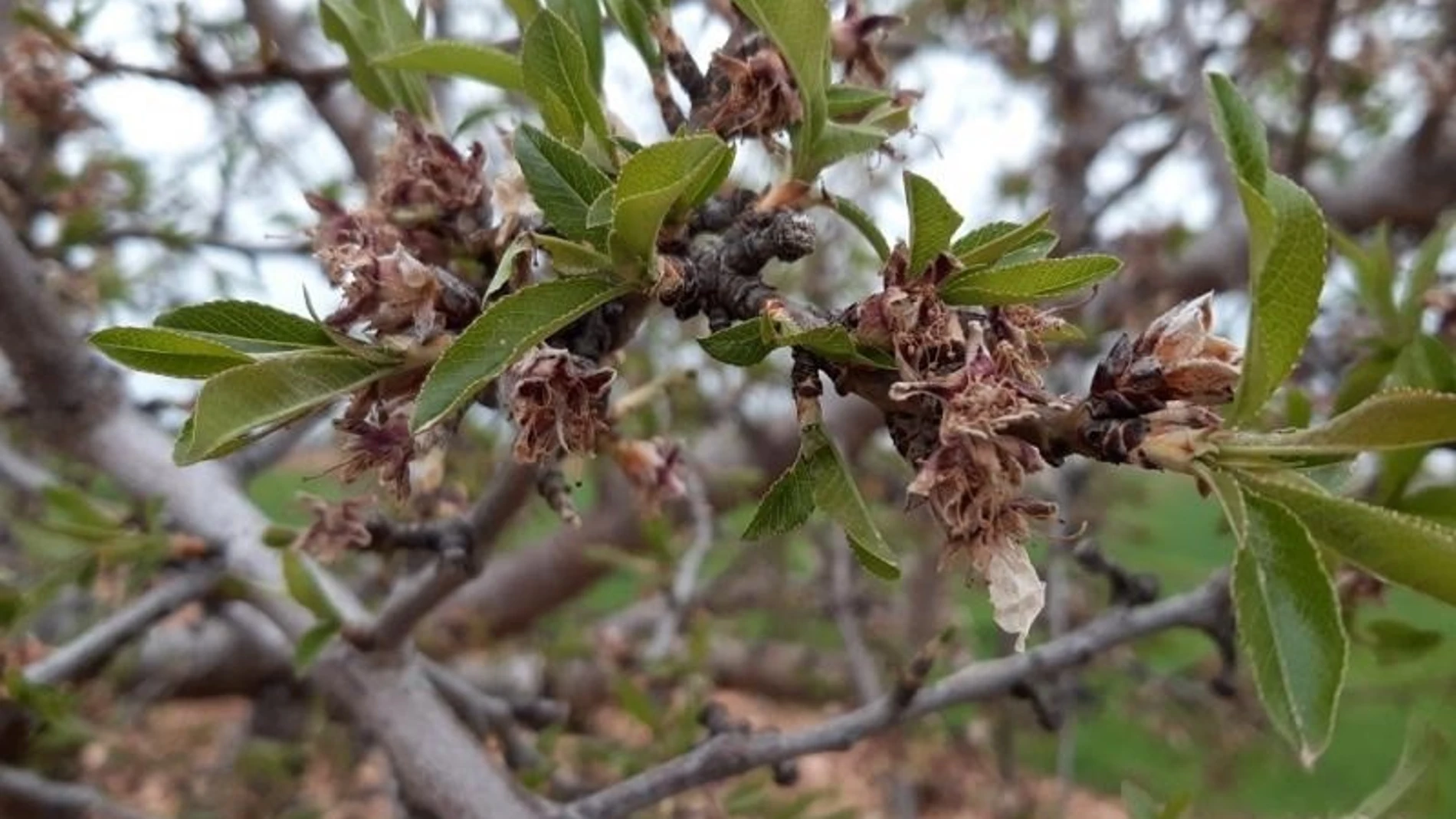 Almendros afectados por heladas LA UNIÓ 05/08/2022