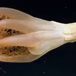 Captura de una pluma de mar