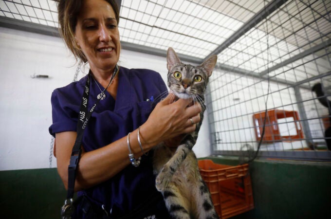 La técnico superior veterinario del centro de Sanidad y Bienestar Animal de Sadeco de Córdoba, Elena Jiménez, durante un reconocimiento a uno de los gatos callejeros
