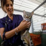 La técnico superior veterinario del centro de Sanidad y Bienestar Animal de Sadeco de Córdoba, Elena Jiménez, durante un reconocimiento a uno de los gatos callejeros