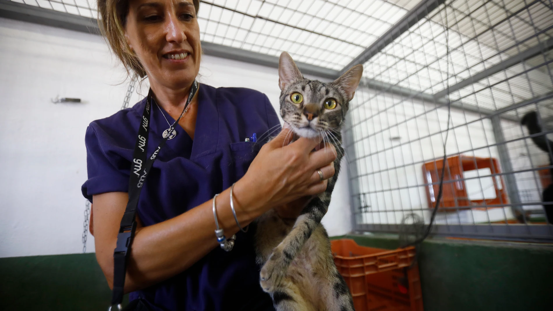 La técnico superior veterinario del centro de Sanidad y Bienestar Animal de Sadeco de Córdoba, Elena Jiménez, durante un reconocimiento a uno de los gatos callejeros