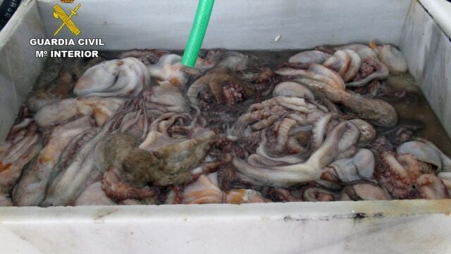 Pulpo incautado en Mazarrón