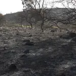 Superficie afectada por el incendio del Chorro de las Avispas en Granada