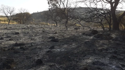 Superficie afectada por el incendio del Chorro de las Avispas en Granada