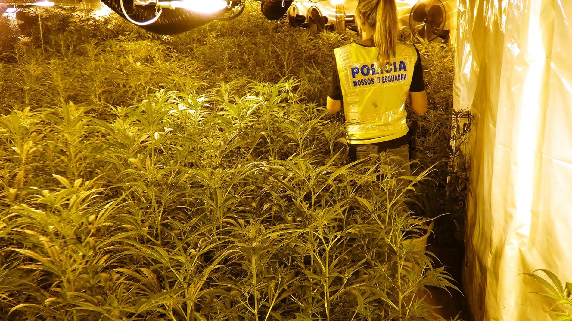 Plantación de marihuana en una masía de Fogars de la Selva (Barcelona). MOSSOS D'ESQUADRA 09/08/2022