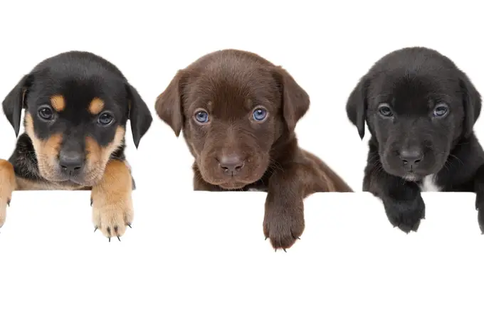 Las siete razas de perro más caras del mundo