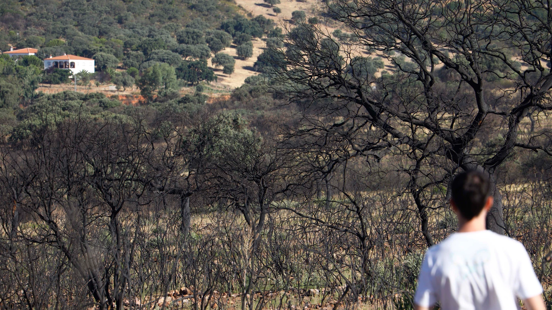 Andrés Encinas, uno de los vecinos afectados por el incendio que hace un año arrasó más de 600 hectáreas de arbustos, encinas y alcornoques en el Puerto del Calatraveño en Alcaracejos (Córdoba). EFE/Salas