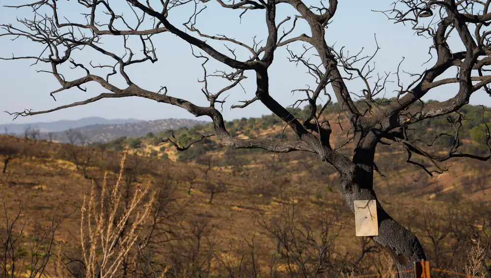 Un año después del incendio que arrasó más de 600 hectáreas de arbustos, encinas y alcornoques en el Puerto del Calatraveño en Alcaracejos (Córdoba), los vecinos de la zona afectada viven en estado de frustración. EFE/Salas