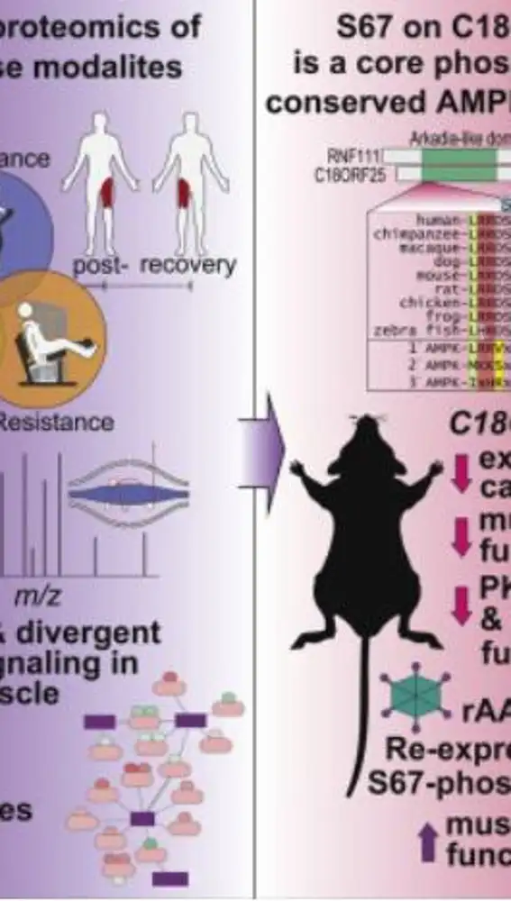 Investigación sobre el gen C18ORF25