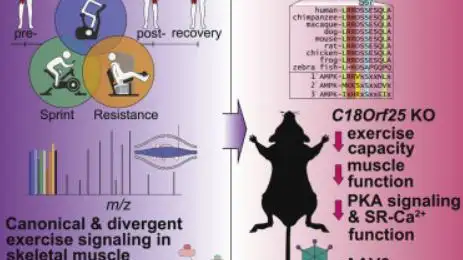 Investigación sobre el gen C18ORF25