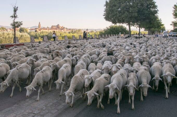 Unas 1.500 ovejas merinas cruzan Córdoba en su trashumancia desde Sierra Morena a la Campiña