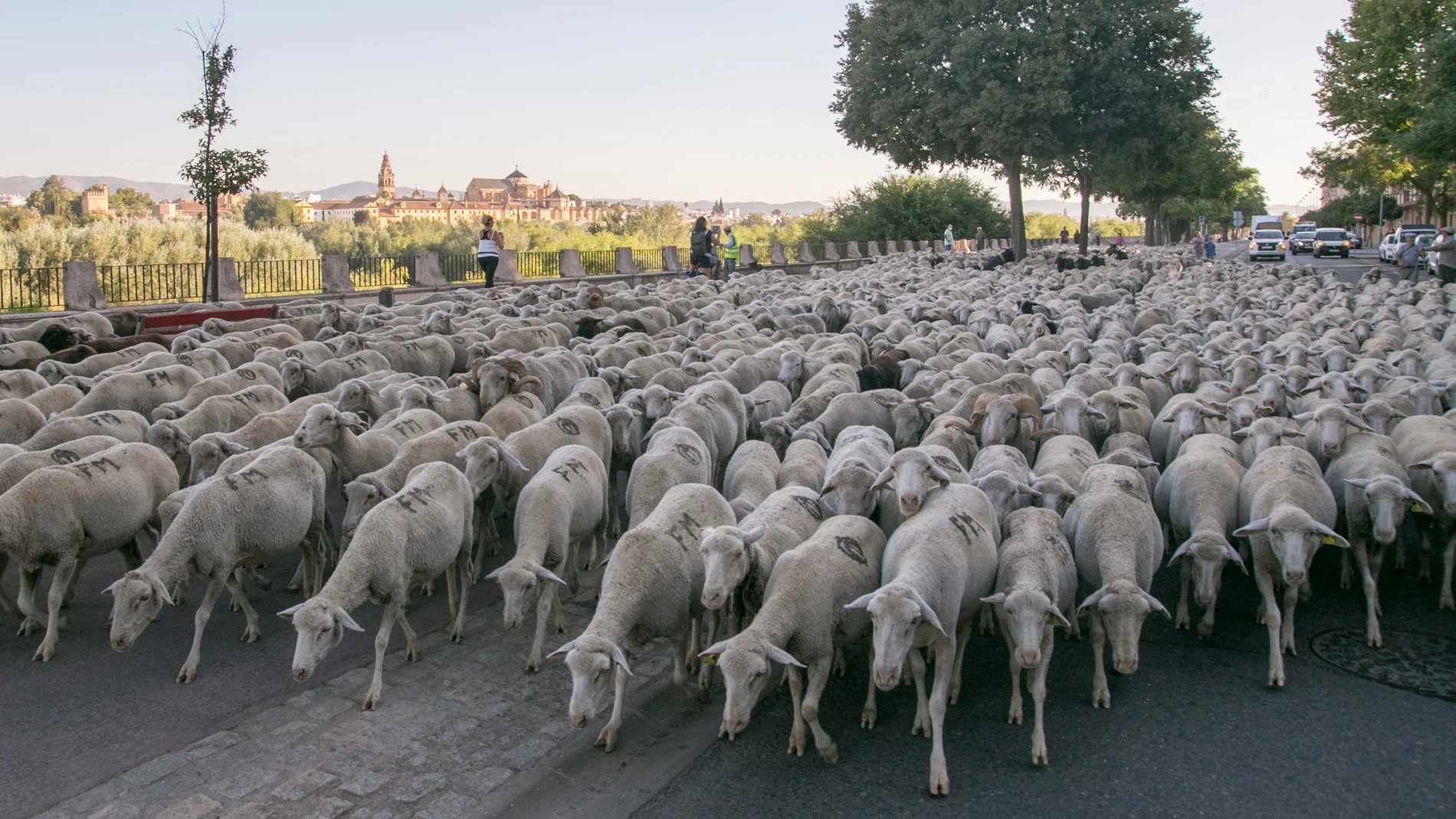 Unas 1.500 ovejas merinas cruzan Córdoba en su trashumancia desde Sierra Morena a la Campiña