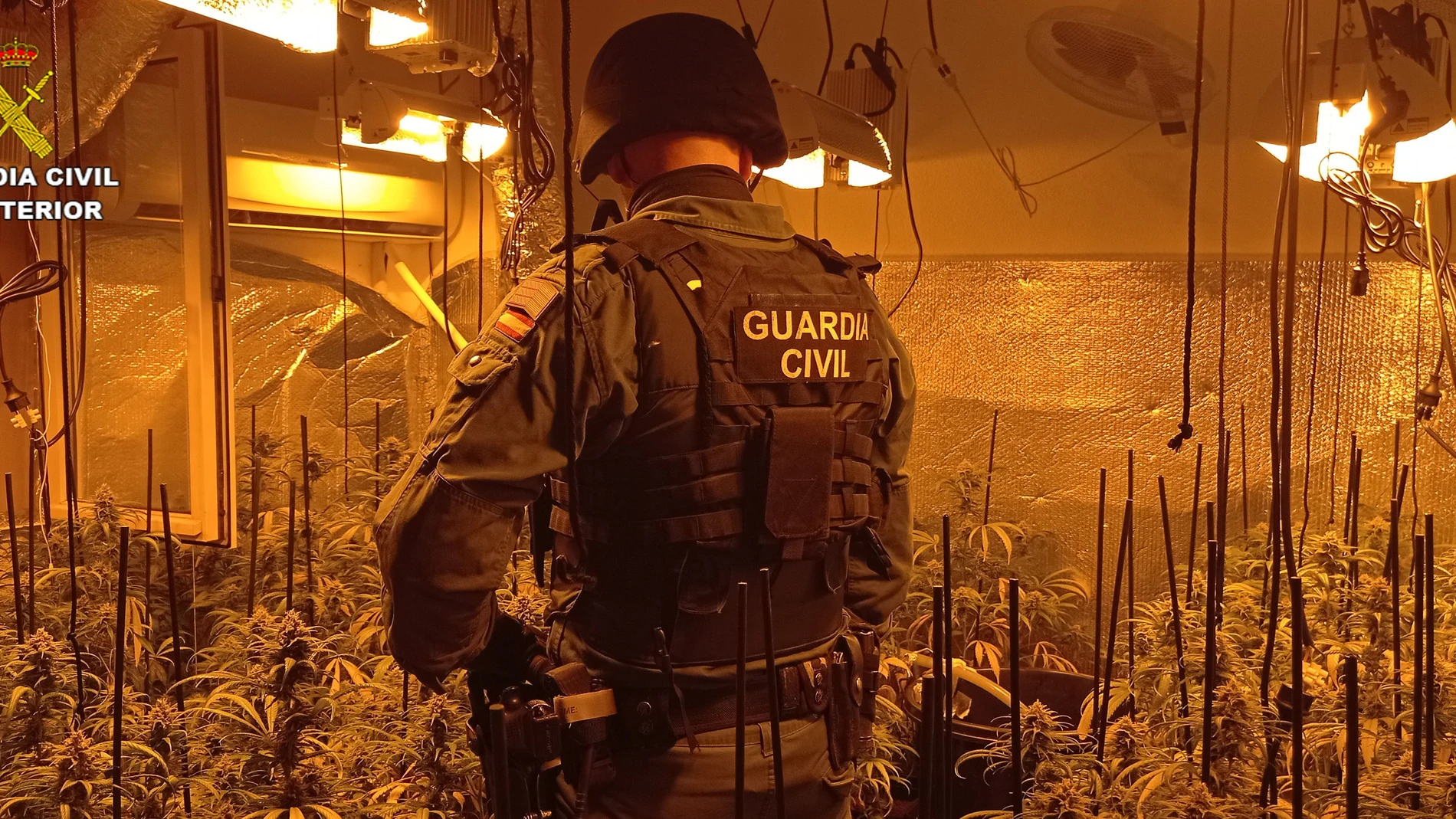 Agente de la Guardia Civil en una plantación interior de marihuana. GUARDIA CIVIL