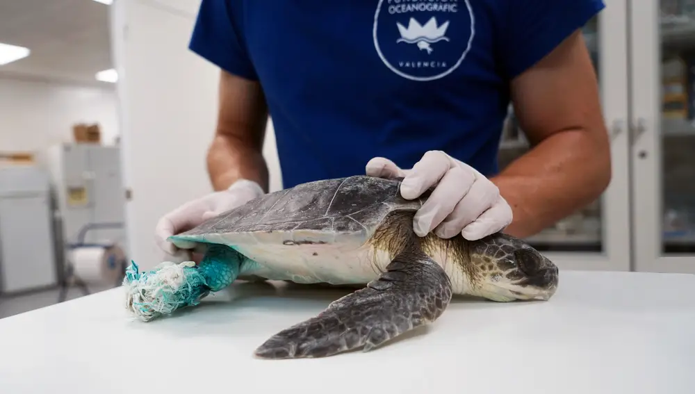 Una tortuga marina tras ser operada por los expertos de la Fundación Oceanogràfic