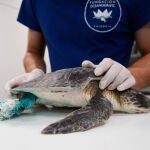 Una tortuga marina tras ser operada por los expertos de la Fundación Oceanogràfic
