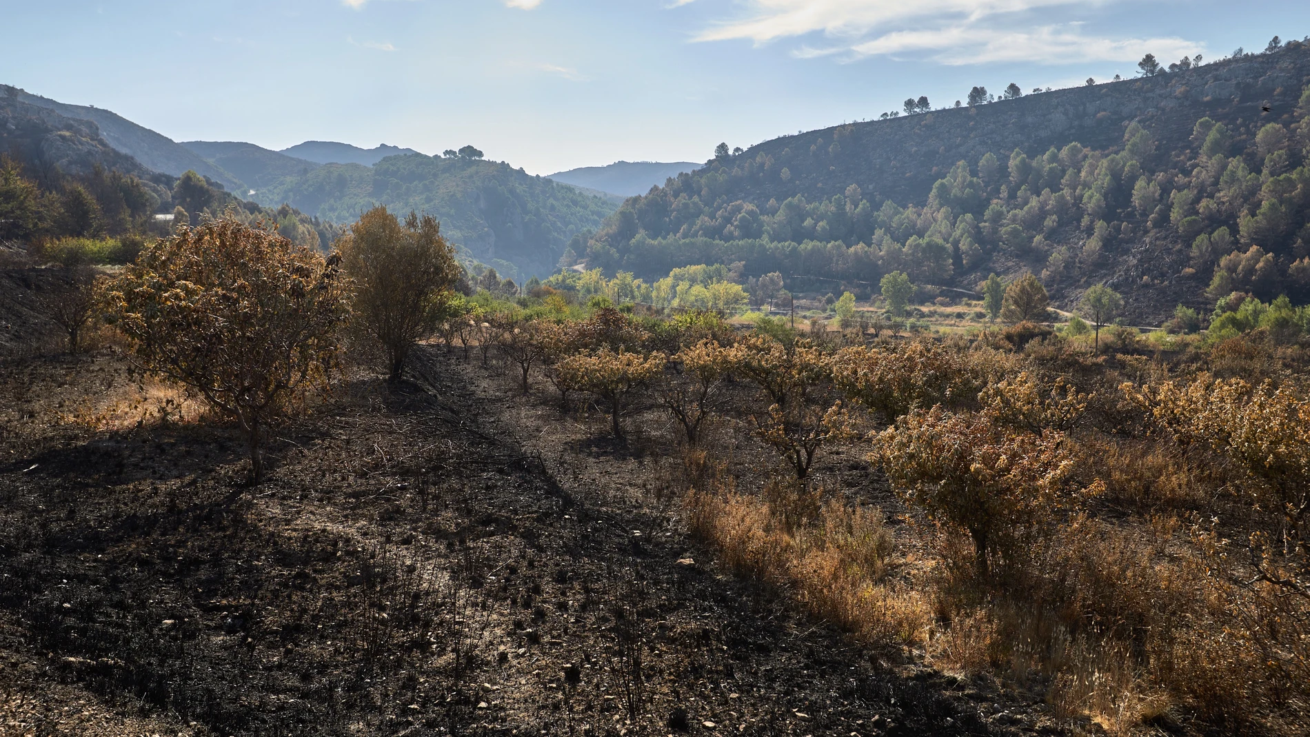 El incendio forestal de la Vall d'Ebo, en el interior norte de la provincia de Alicante, se encuentra estable después de que las lluvias caídas la pasada noche
