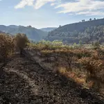El incendio forestal de la Vall d'Ebo, en el interior norte de la provincia de Alicante, se encuentra estable después de que las lluvias caídas la pasada noche