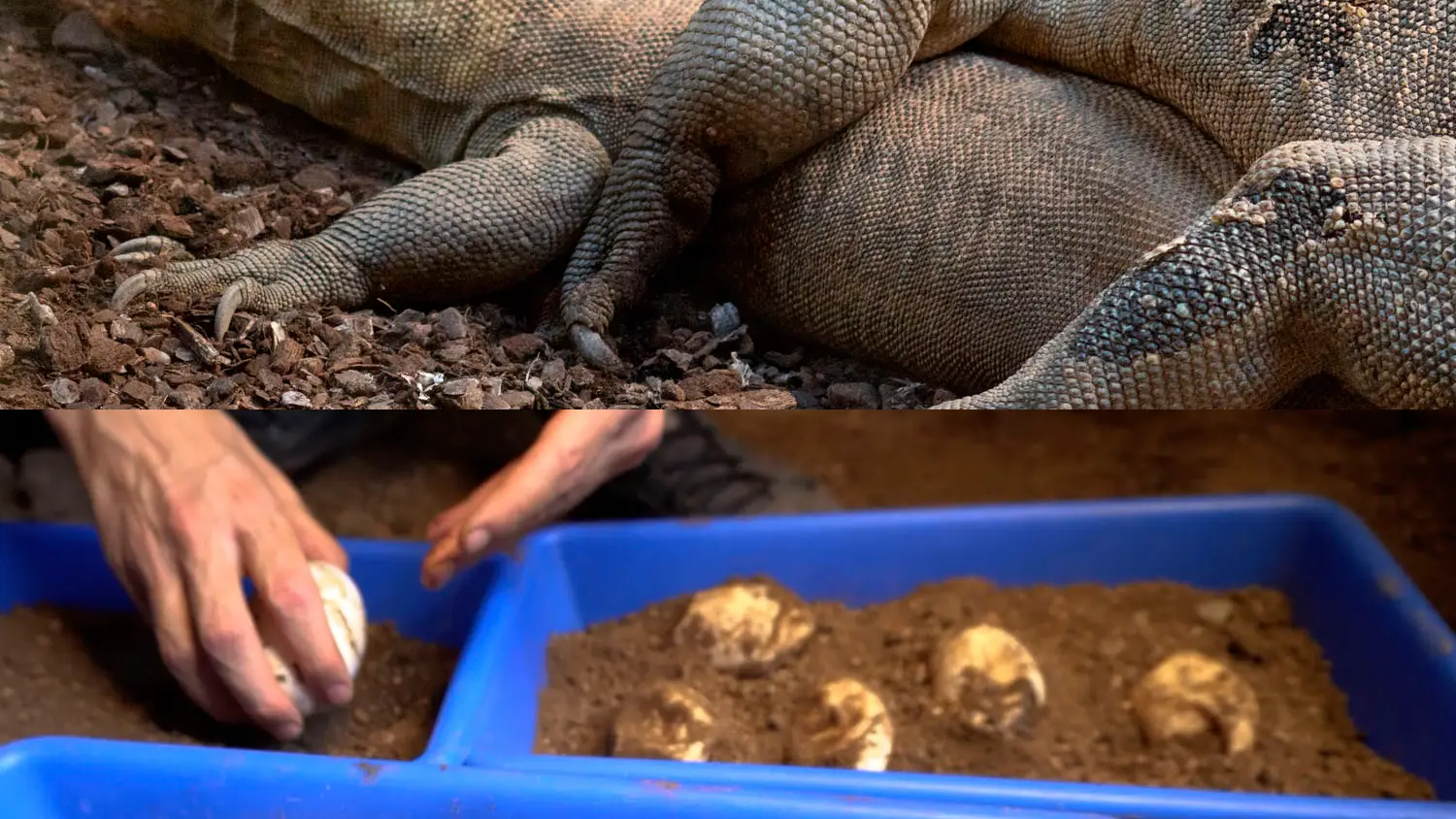 Combo de dos fotografías de la cópula y puesta de Ora y Reo en Bioparc Fuengirola (Málaga)