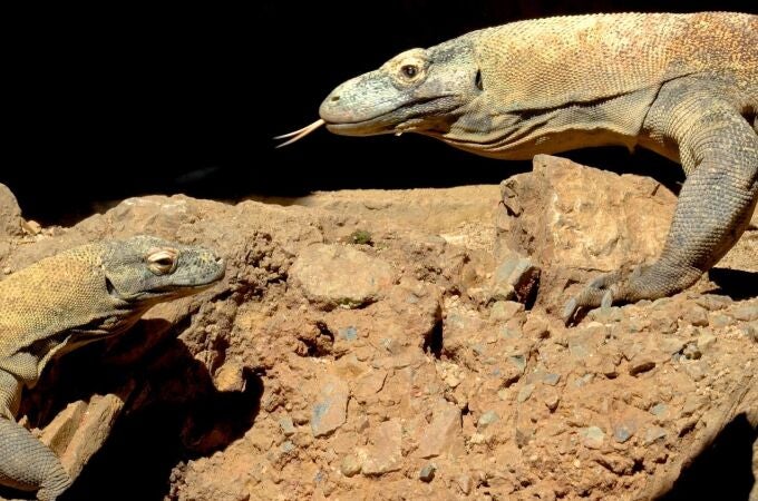 Ora, la hembra dragón de Komodo de Bioparc Fuengirola, pone doce huevos fruto de la cópula con el macho operado de cataratas hace unos meses