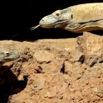 Ora, la hembra dragón de Komodo de Bioparc Fuengirola, pone doce huevos fruto de la cópula con el macho operado de cataratas hace unos meses
