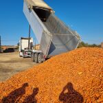 Los camiones de zanahorias se están enviando gracias a la colaboracion de Hortícolas Esma