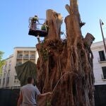Los técnicos de Parques y Jardines aplican tratamientos de protección y mantenimiento del tronco del ficus