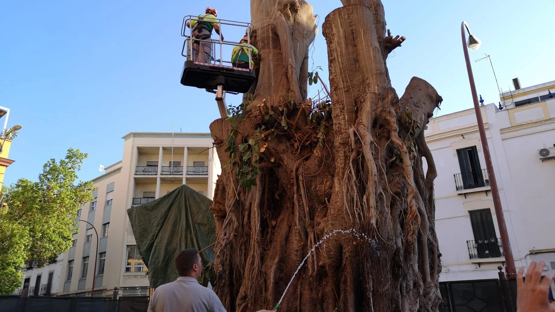 Los técnicos de Parques y Jardines aplican tratamientos de protección y mantenimiento del tronco del ficus