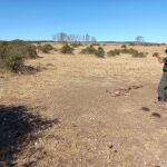 Los buitres matan a un ternero en Salamanca