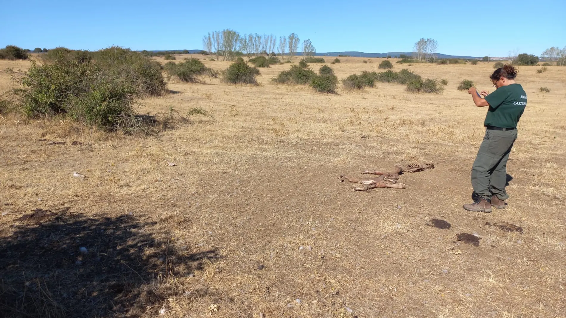 Los buitres matan a un ternero en Salamanca