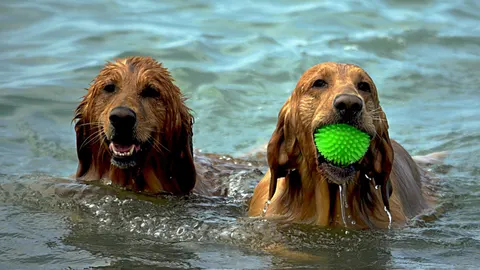 Perros jugando en el agua