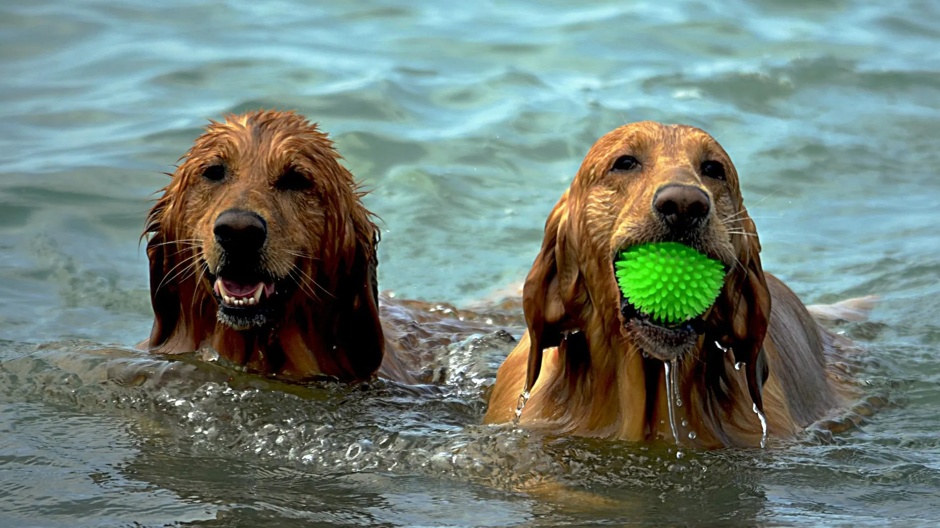 Perros jugando en el agua
