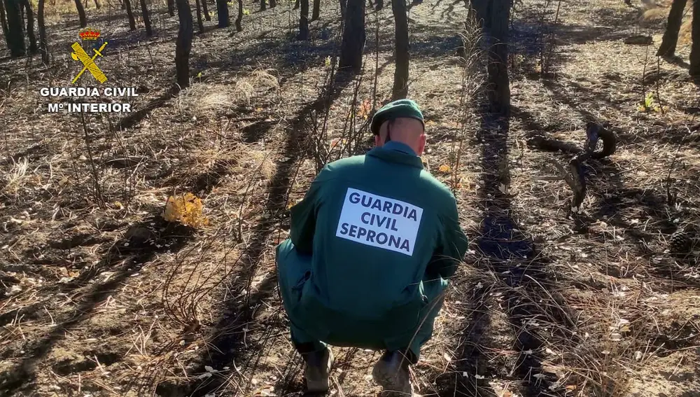 Nota De Prensa Por La Investigación Del Supuesto Responsable De 8 Incendios Forestales Ocurridos En Talayuela (Cáceres), Durante Los Meses De Junio Y Julio Pasados. GUARDIA CIVIL 22/08/2022