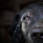 Los avances en prevención, diagnóstico y tratamientos veterinarios mejoran la calidad de vida de los canes más sénior