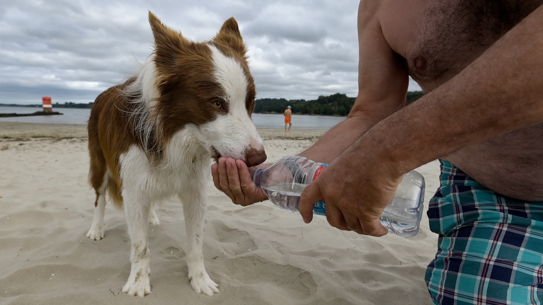 Un perro bebe agua en la playa de A Magdalena, en Cabanas