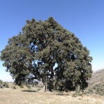 La imponente encina de La Peana está en la Sierra de los Filabres, en Almería