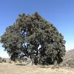  Andalucía intenta salvar su árbol más grande y viejo: una encina de 1.300 años de antigüedad