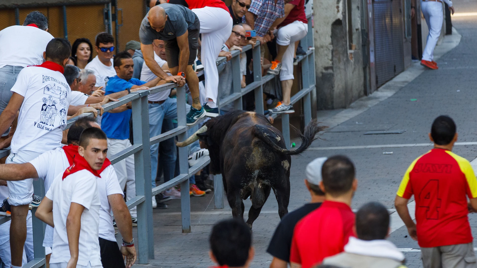 Un hombre salta la valla ante la presencia de un todo en el encierro de Cuéllar