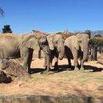 El espacio de los paquidermos en el Zoo