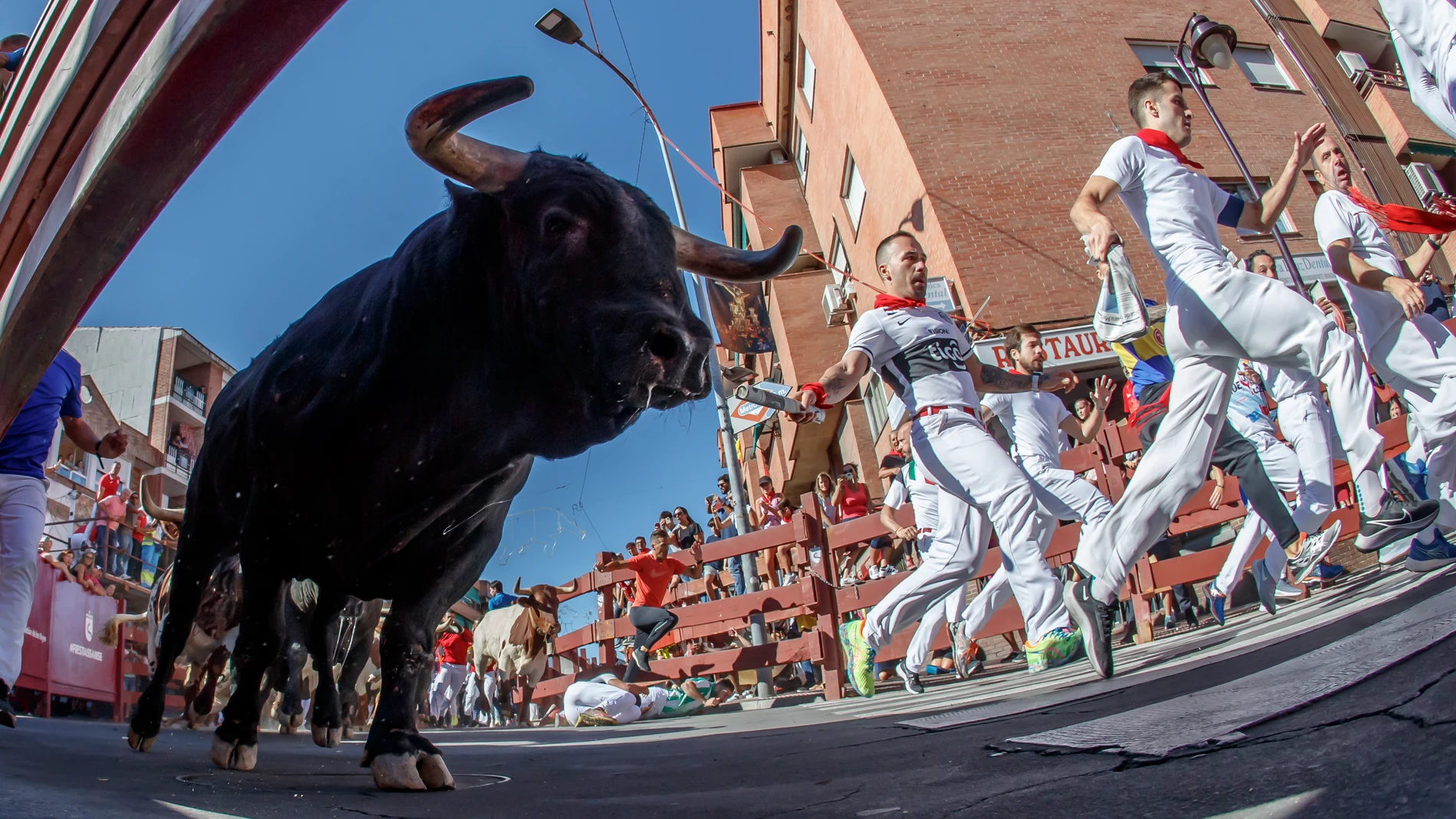 Varias personas corren delante de los toros en un encierro de San Sebastián de los Reyes