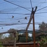 Las aves eran capturadas tras ser atraídas con comida