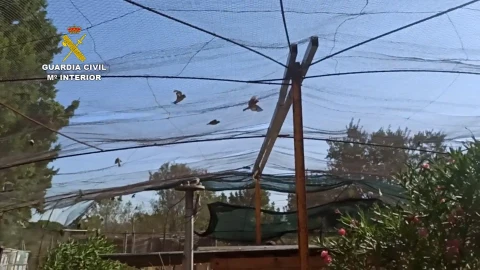 Las aves eran capturadas tras ser atraídas con comida