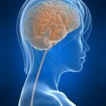 human brainBody, Black, Technology, Life, Inside, Head, profile, people, color, human, transparent, illustration, organ, medical, hospital, part, emergency, test, study, health, Science, Skull, Medicine, bone, anatomy, biology, think, radiology, x-ray, brain, intelligence, disease, illness, neurology, scan, physiology, cerebral, memory, intellect, psychology, thoughts, diagnostic, 3D, genius, see-through, health-care, cerebellum, neuron, cerebrum