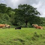 Alerta en León por un rebaño de vacas abandonadas en La Chana leonesa
