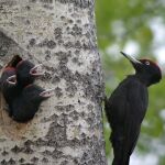 El pájaro carpintero martillea el tronco de los árboles para encontrar alimento, anidar o marcar el territorio