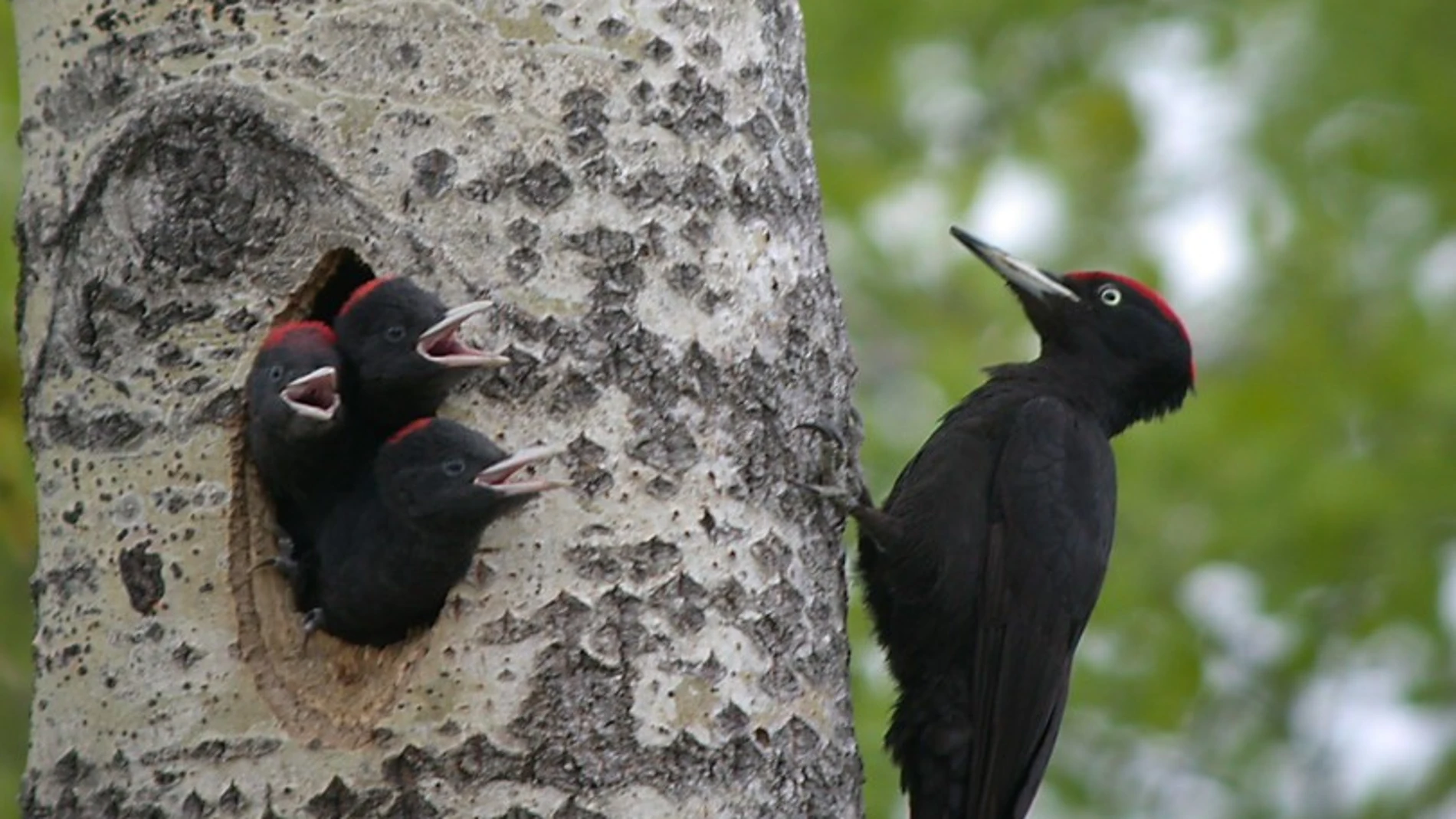 Un pájaro carpintero posado sobre el tronco de un árbol, con tres crías que asoman del nido