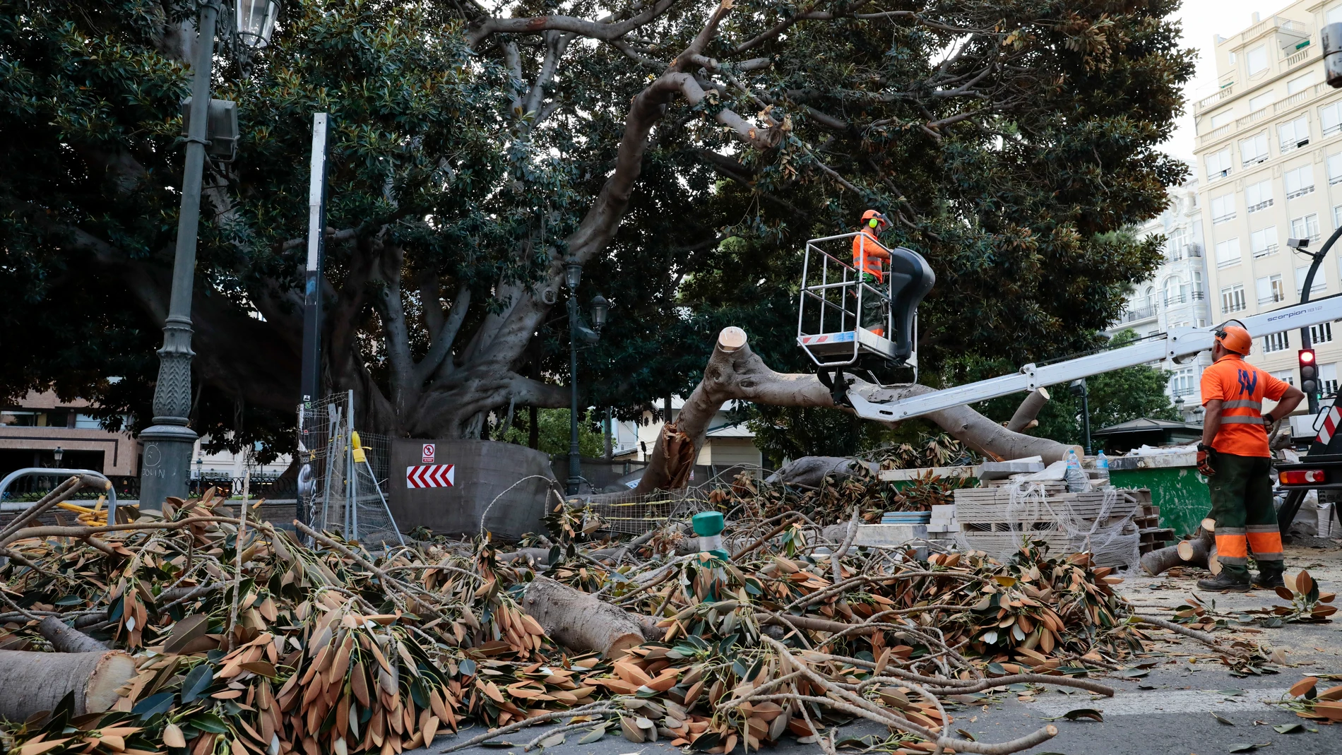 Esta semana se derrumbó una de las ramas del ficus histórico del Parterre